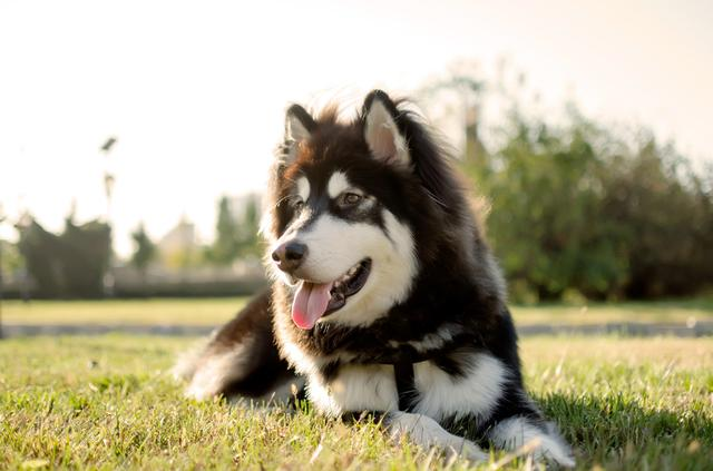 最温顺的十大狗狗排行榜 你的爱犬上榜了吗？