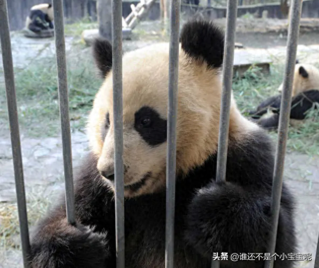 每天认识一只大熊猫——壮妹，参加野培却被电死，成为野培牺牲品