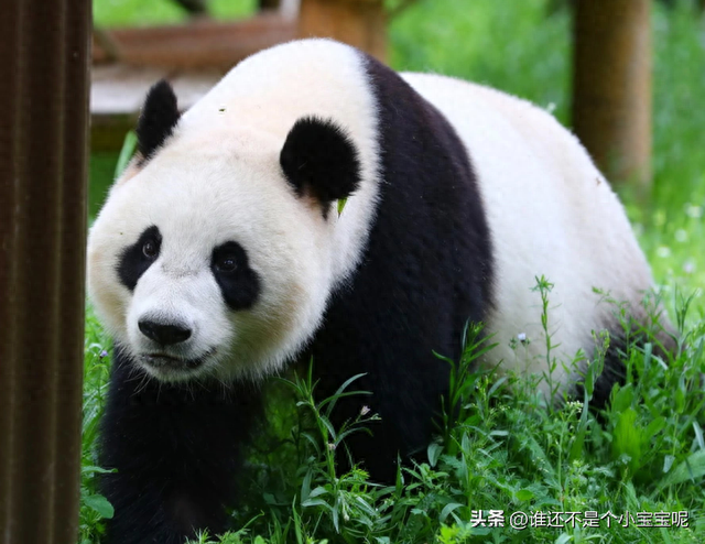 每天认识一只大熊猫——壮妹，参加野培却被电死，成为野培牺牲品