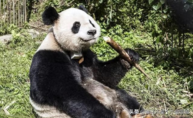 每天认识一只大熊猫——壮妹，参加野培却被电死，成为野培牺牲品