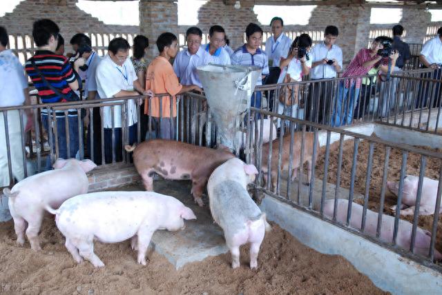 他靠200元发家，造中国养猪第一股，今亏33亿饿死生猪百万头