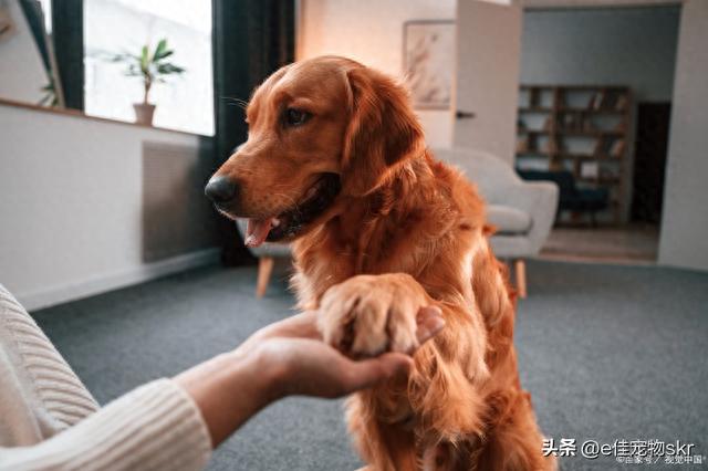 金毛犬叫什么名字好听？一起来集思广益来取名字吧！