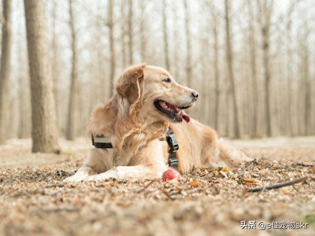 金毛犬叫什么名字好听？一起来集思广益来取名字吧！