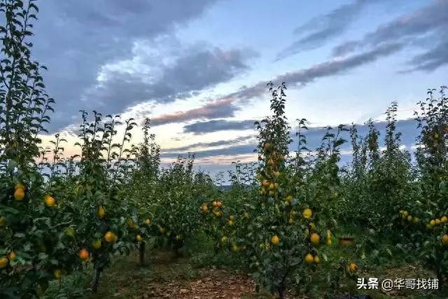 鲁山下汤深山里花菇原宿民宿登场