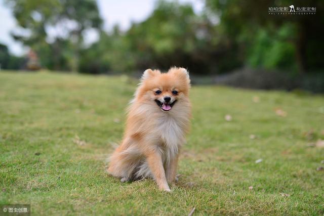 宠物百科之博美犬