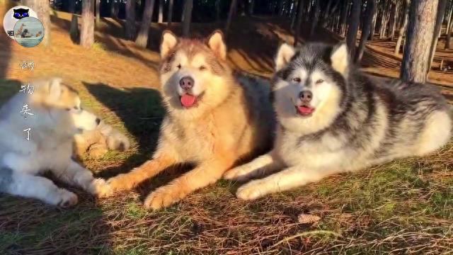 阿拉斯加雪橇犬，可以当宠物，可以散养可以拉车，但是不会保护你