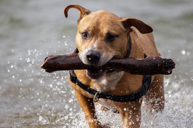 十大最凶悍的犬类 如果看见最好躲远些