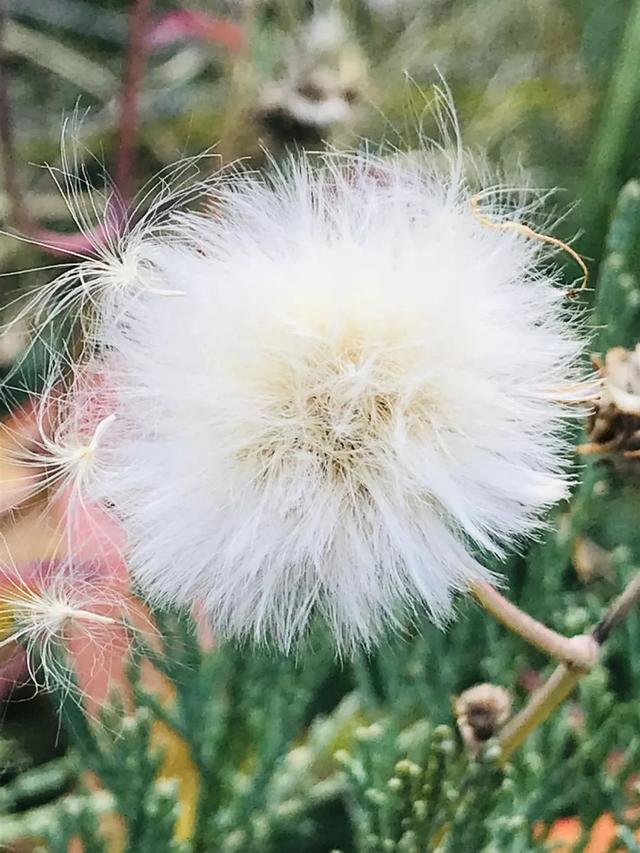 我大廊坊的秋景，张张可做屏保