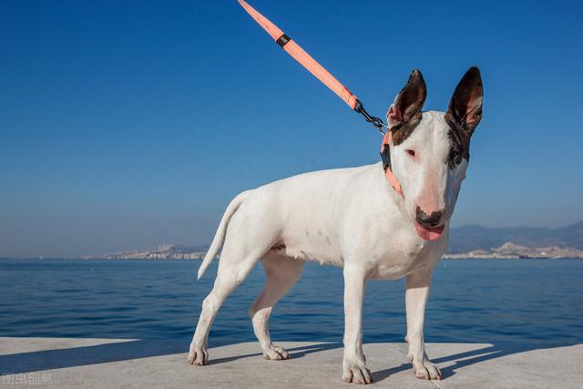 十大最凶悍的犬类 如果看见最好躲远些