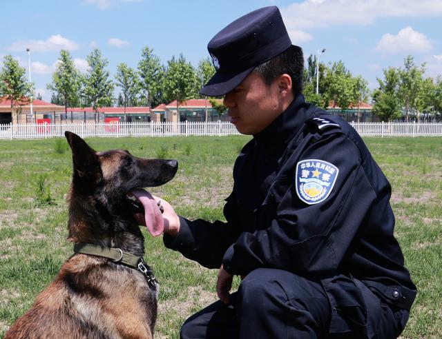 哈尔滨警犬训导员朱华林：我与警犬的六次离别