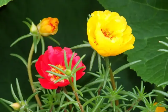 花卉市场里的起名学