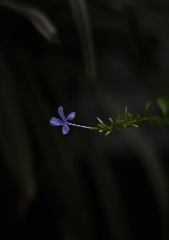 写意花鸟题名集