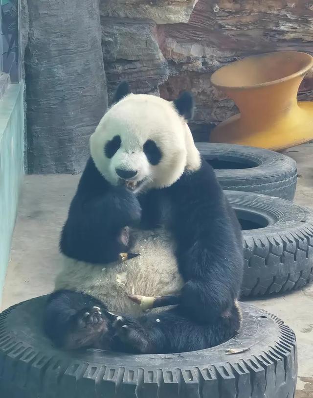 大熊猫取名是任性的，男熊叫倩宝，有个双胞胎姐姐叫震生