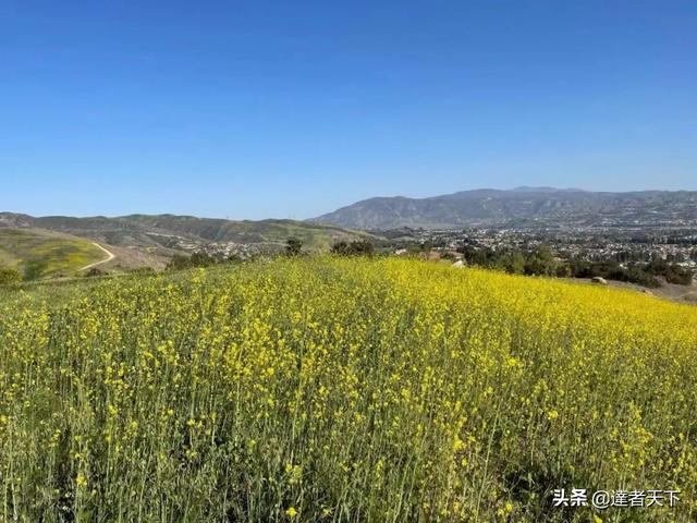 油菜花，是梦里的清歌