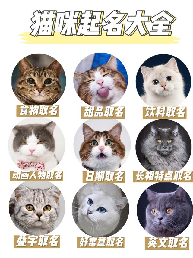 猫咪的起名灵感