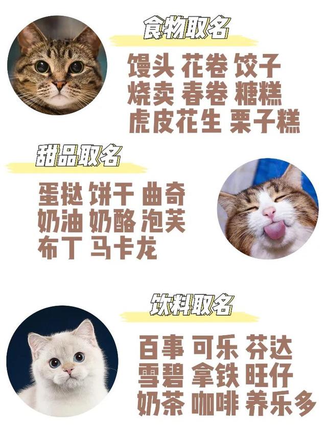 猫咪的起名灵感