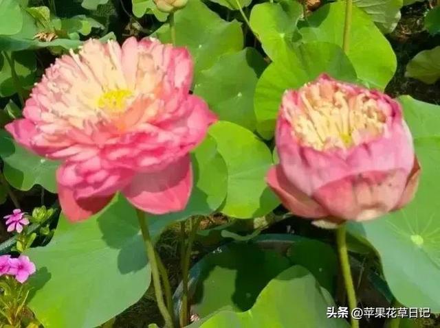 欣赏莲花的名字