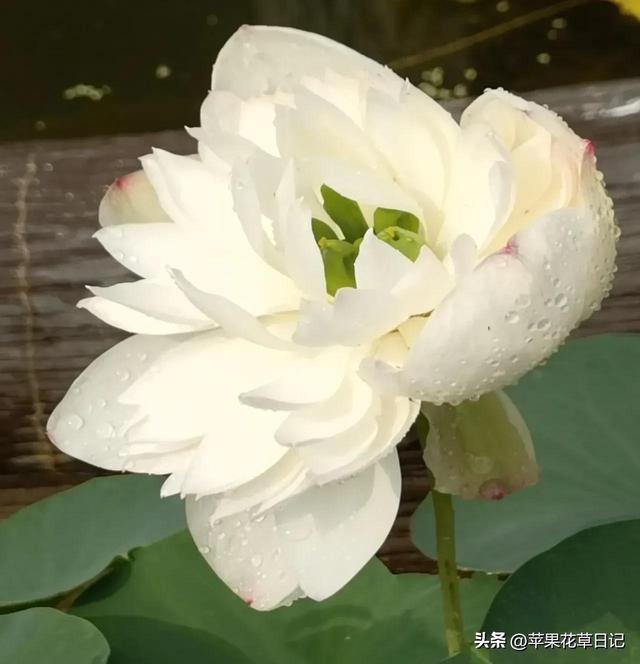 欣赏莲花的名字