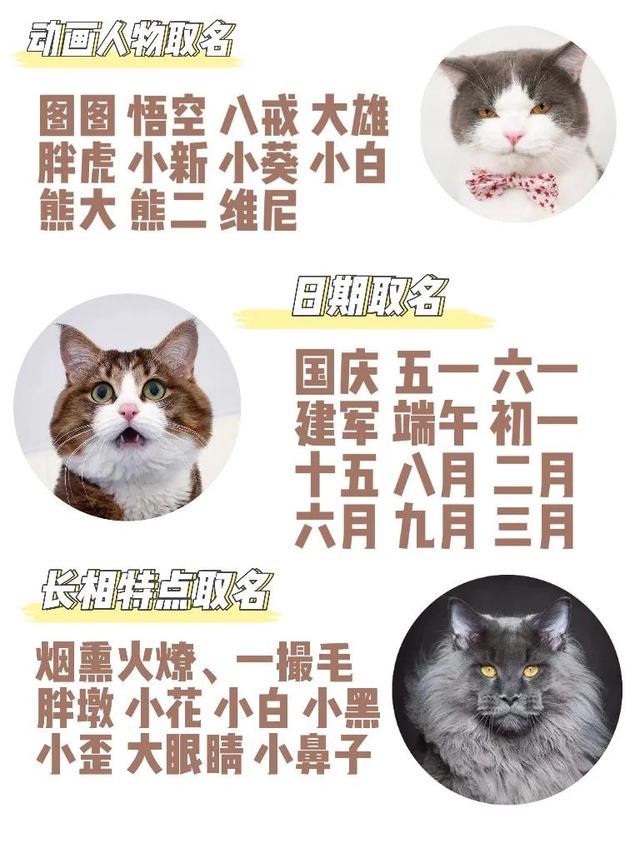 猫咪的起名灵感