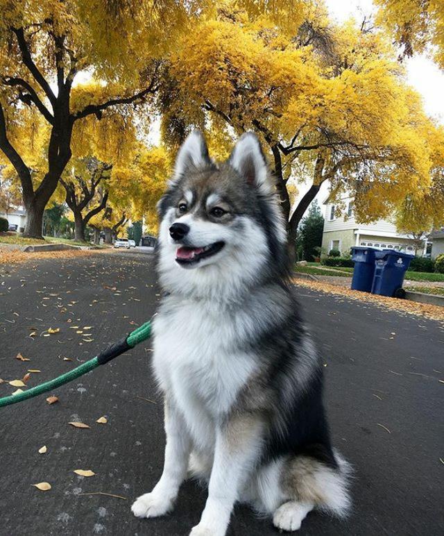 Norman是一只由哈士奇与博美犬生的串串狗