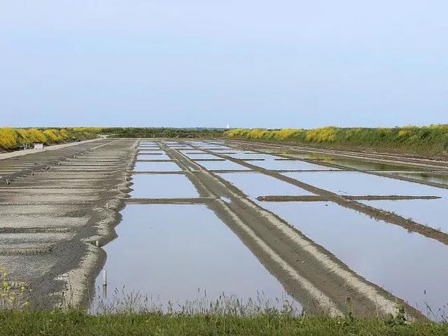 好吃！来自内蒙古的“海水稻”大米