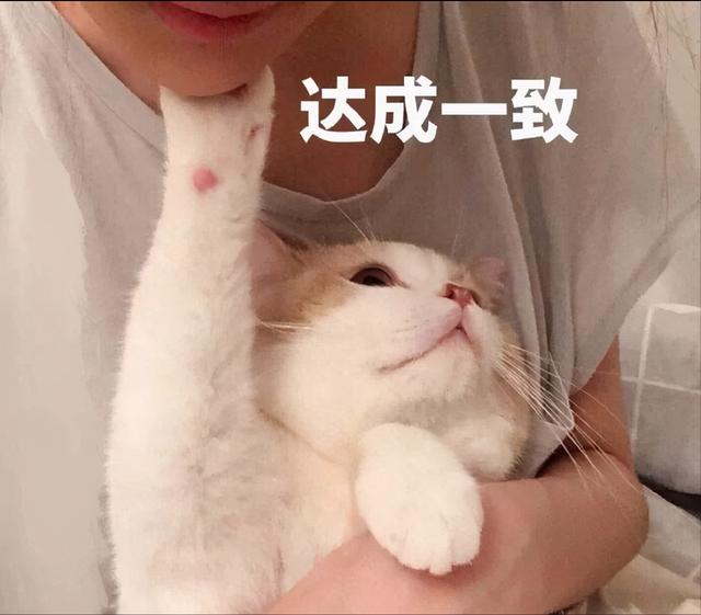 盘点最多猫用的“名字”，你家猫“撞名”了吗？