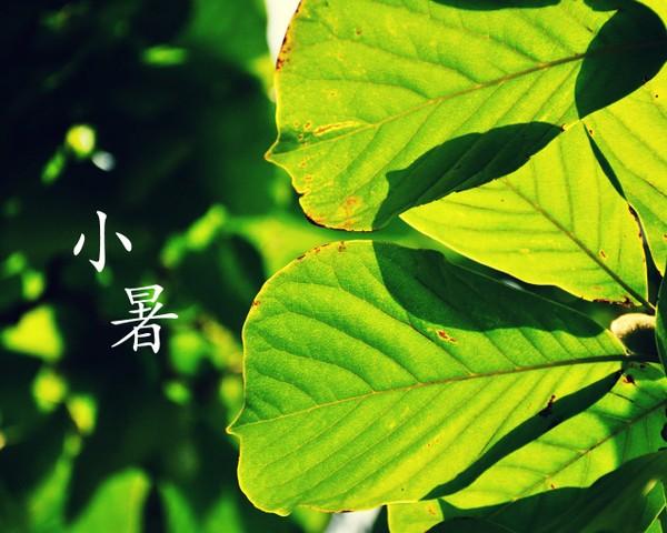 小暑，六月节，20首诗词说“小暑”