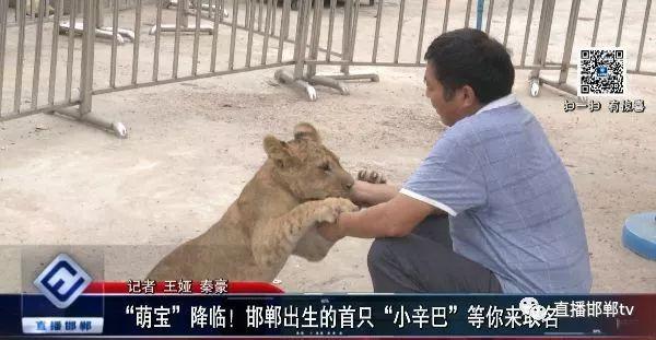 “萌宝”降临！邯郸出生的首只“小辛巴”等你来起名