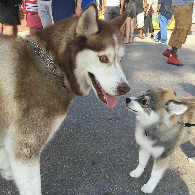 Norman是一只由哈士奇与博美犬生的串串狗