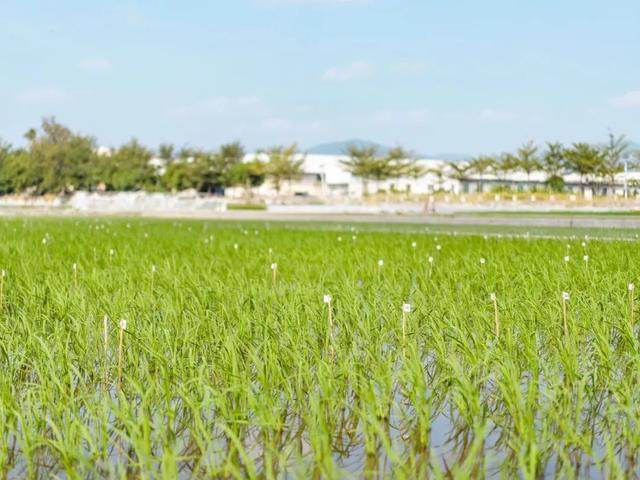 好吃！来自内蒙古的“海水稻”大米