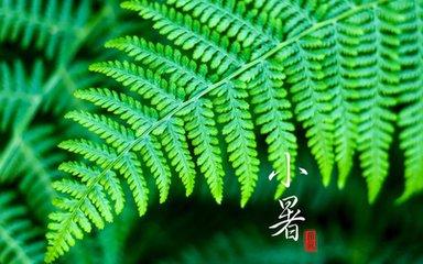 小暑，六月节，20首诗词说“小暑”