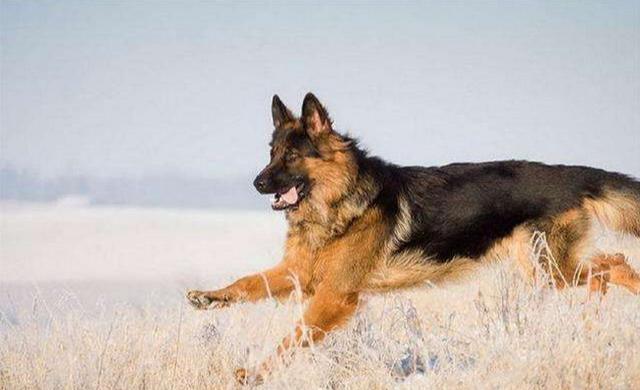 十大狼狗品种排名 狼犬品种哪个最厉害