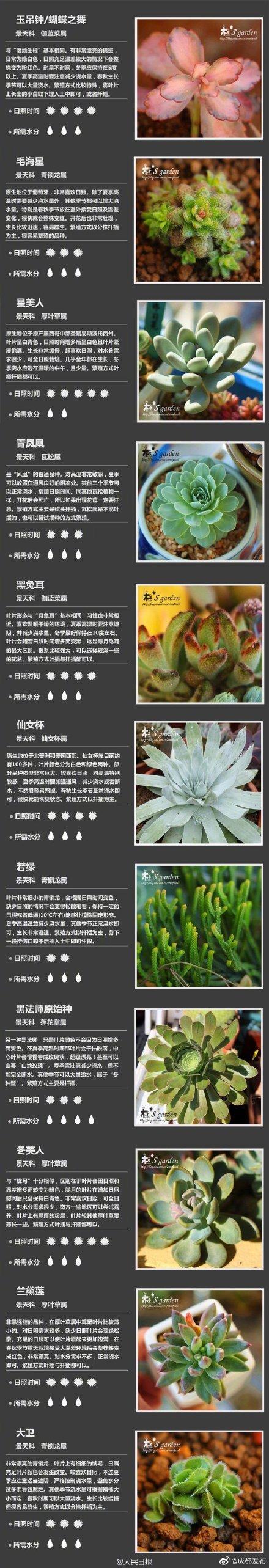 100种多肉植物对照图，再也不愁叫什么名字了