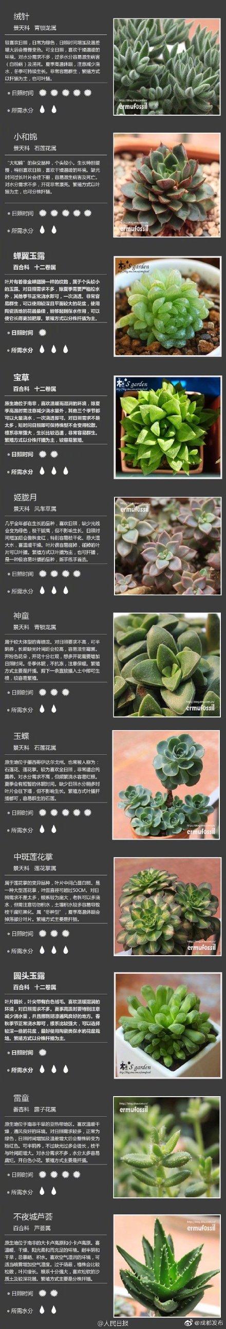 100种多肉植物对照图，再也不愁叫什么名字了