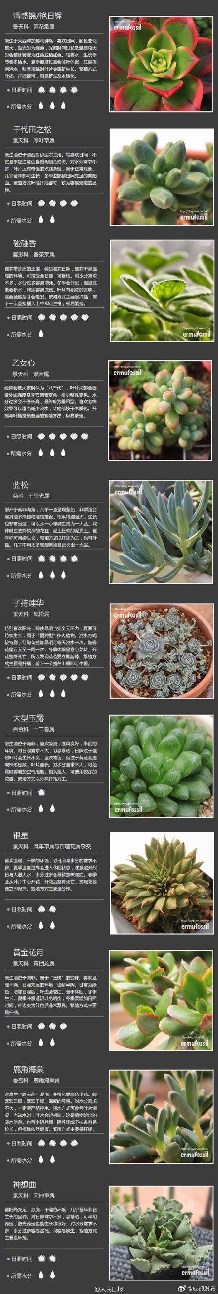 100种多肉植物对照图，再也不愁叫什么名字了