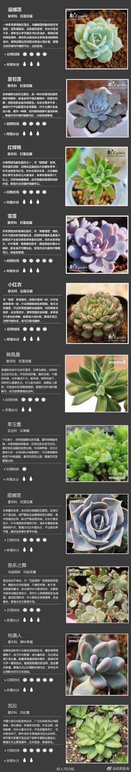 100种多肉植物对照图，再也不愁叫什么名字了