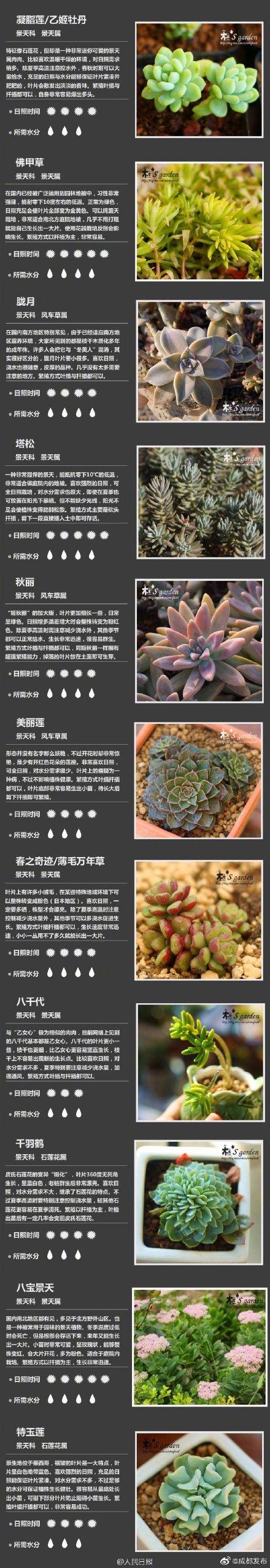 100种多肉植物对照图，再也不愁叫什么名字了