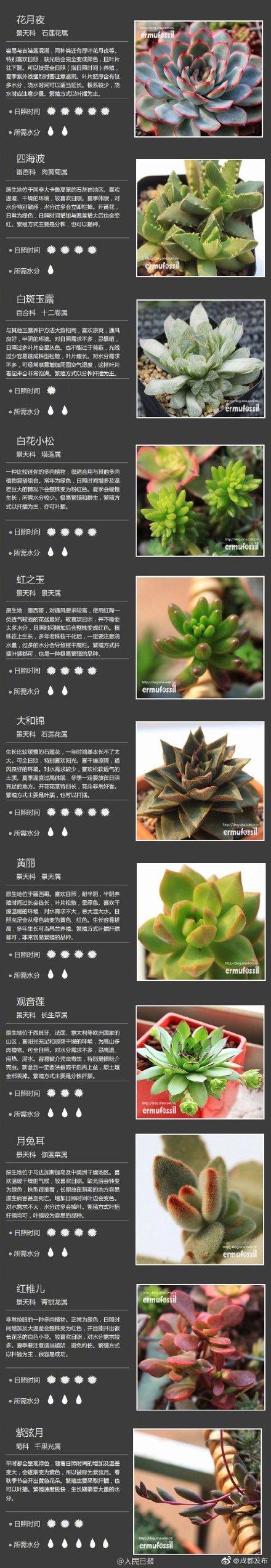 100种多肉植物对照图，再也不愁叫什么名字了