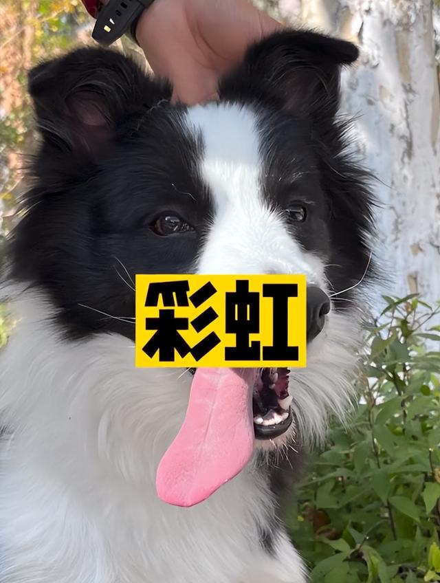 搜救犬起不了名字？看了蓝朋友奇葩起名思路后，单身狗要哭了~