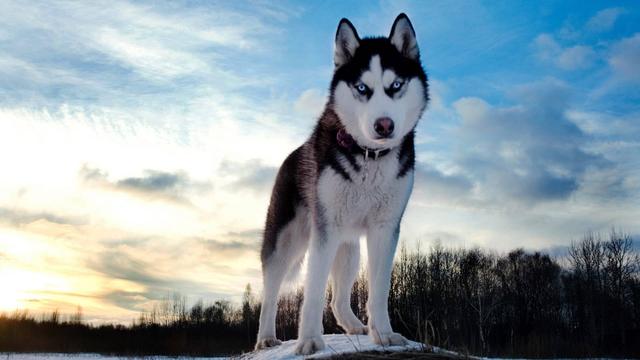 米拉外教：哈士奇原来叫 Husky，你的宠物英文名怎么说？