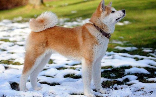 米拉外教：哈士奇原来叫 Husky，你的宠物英文名怎么说？