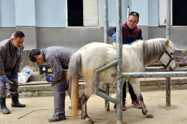 怎么区分马的品种？最严谨的还是中国古人，给马取名一般人读不懂