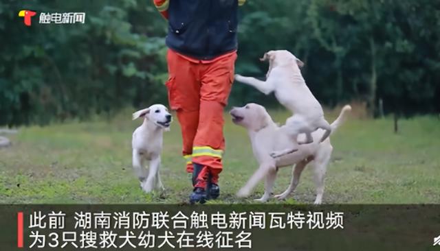 3只消防搜救犬取名潇潇凡凡圆圆，谐音亮了！网友：这名字带口音啊