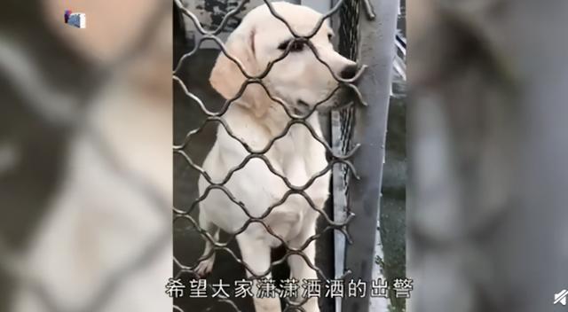 3只消防搜救犬取名潇潇凡凡圆圆，谐音亮了！网友：这名字带口音啊