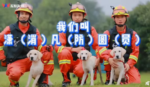 3只消防搜救犬取名潇潇凡凡圆圆，谐音亮了！网友：这名字带口音啊