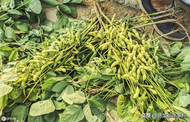 菜豆、豇豆、扁豆、四季豆……强大的豆角家族，它们到底谁是谁？