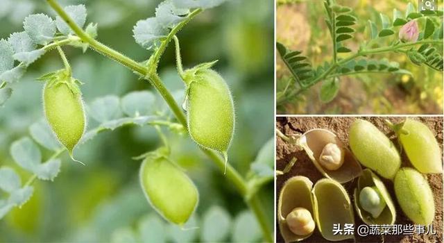 菜豆、豇豆、扁豆、四季豆……强大的豆角家族，它们到底谁是谁？