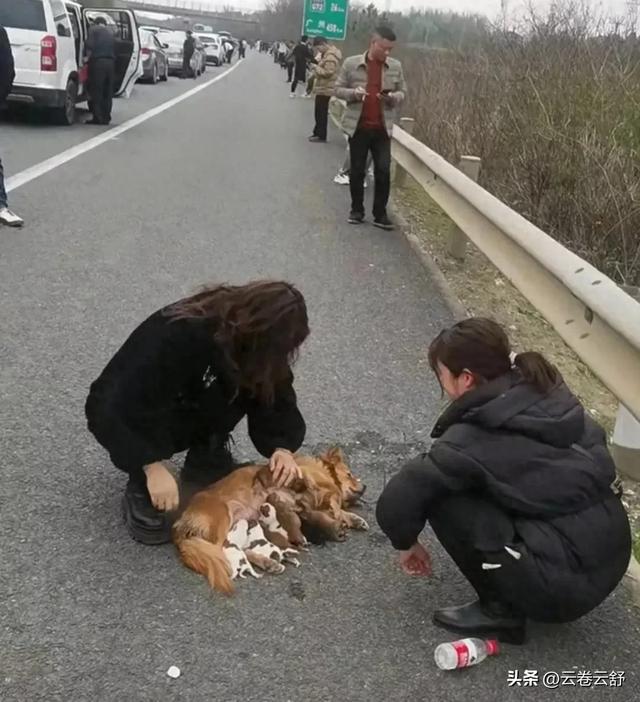 哇塞！狗子在高速堵到生狗仔，网友：这也太牛了吧！