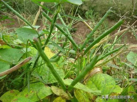 菜豆、豇豆、扁豆、四季豆……强大的豆角家族，它们到底谁是谁？