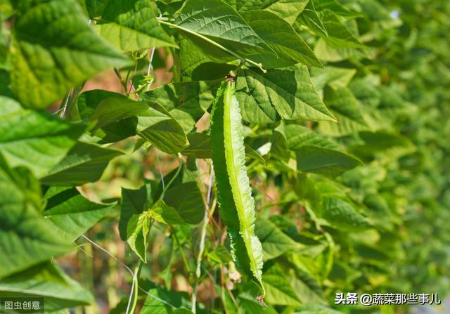 菜豆、豇豆、扁豆、四季豆……强大的豆角家族，它们到底谁是谁？